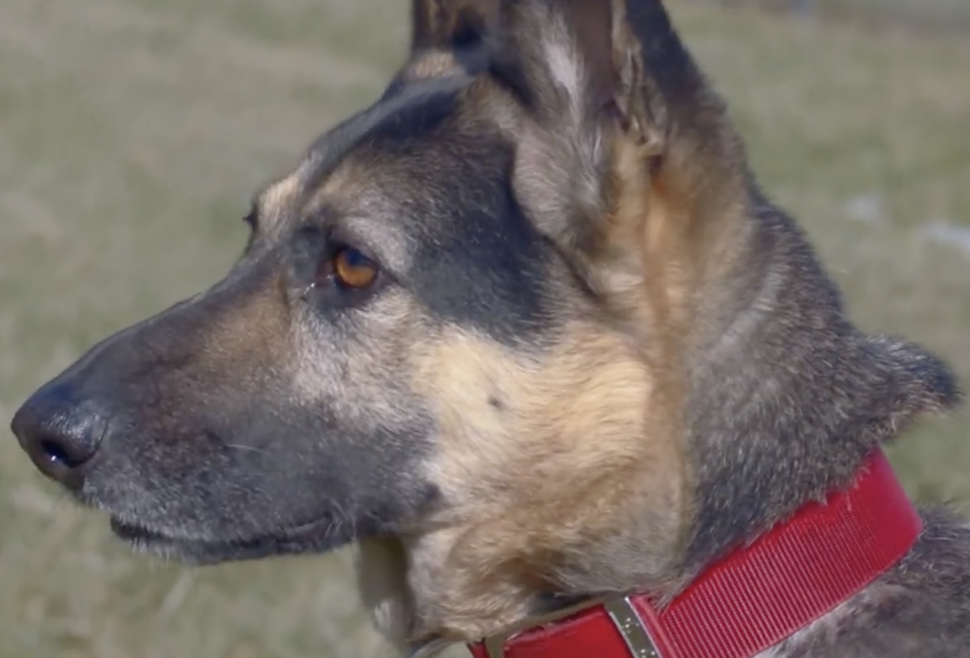 The Most Magnificent Breed